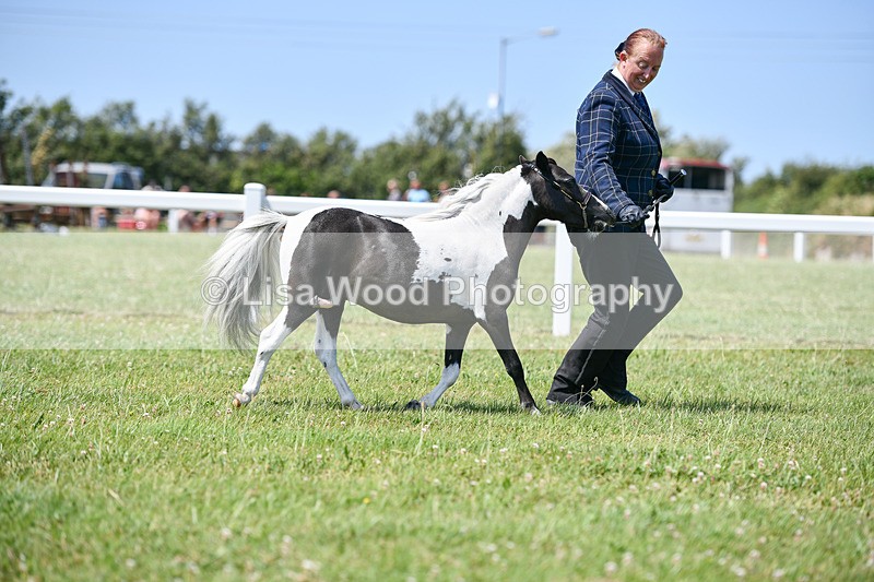 DSC_7326 - Class 62: Coloured Pony Youngstock