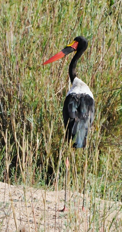 Saddle-billed Stork - South Africa Birds and Mammals