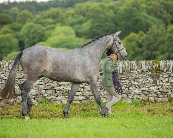 Dunblane show-6 - Dunblane and Doune Show Ring 1