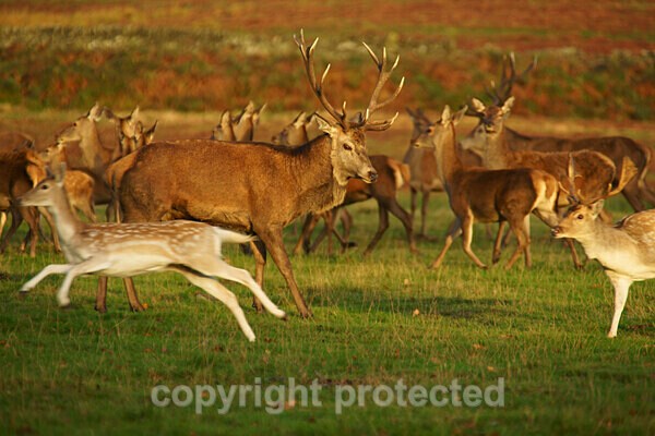  - Bradgate Park