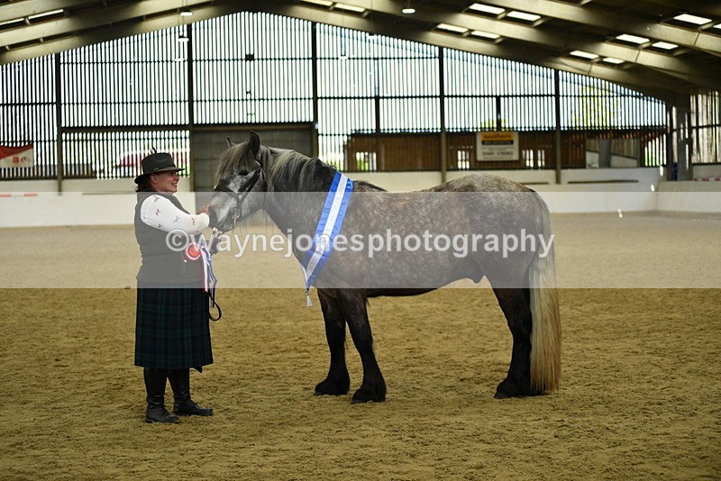 WJ5_5813 - Morning in hand Championship