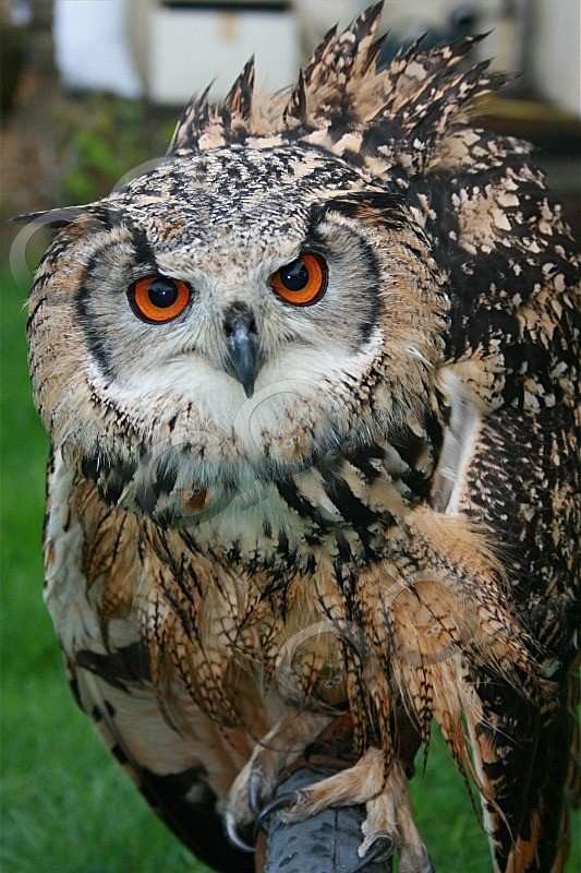 Bengal Eagle Owl