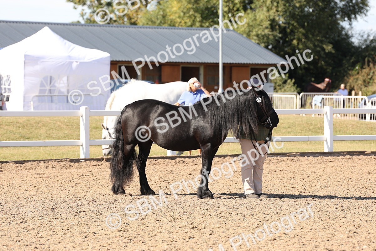 SBM_12875 - Class 206 - IH Non Show Type Pony