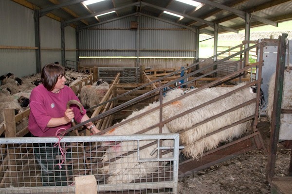 4 - Shearing at Glenwhargen Farm