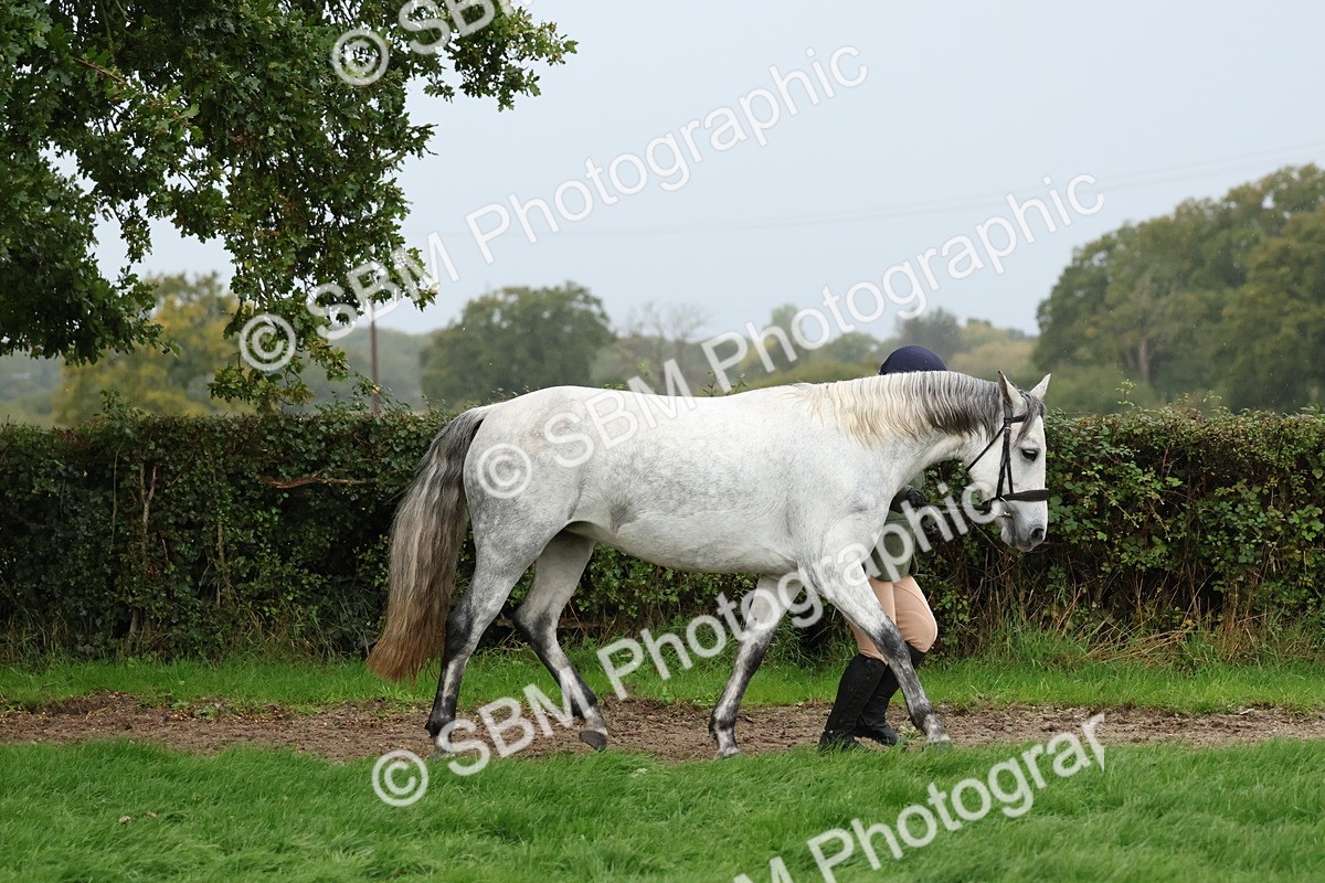 SBM_35268 - S10 - Best In Hand Horse & Pony