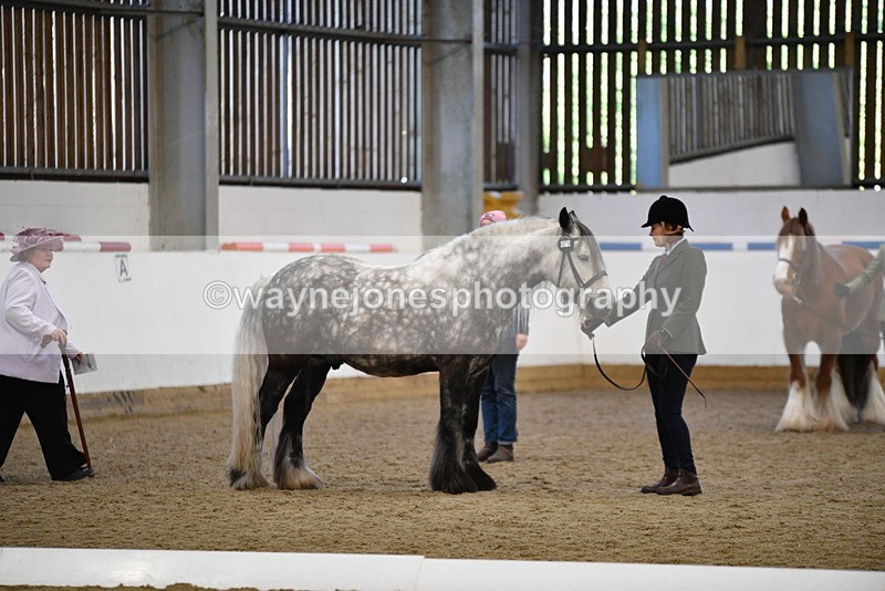 WJ5_5516 - Class 8 In hand cob
