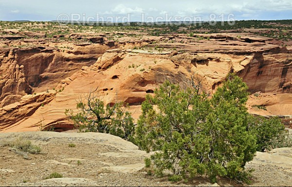 Juniper on the rim - Canyon de Chelly
