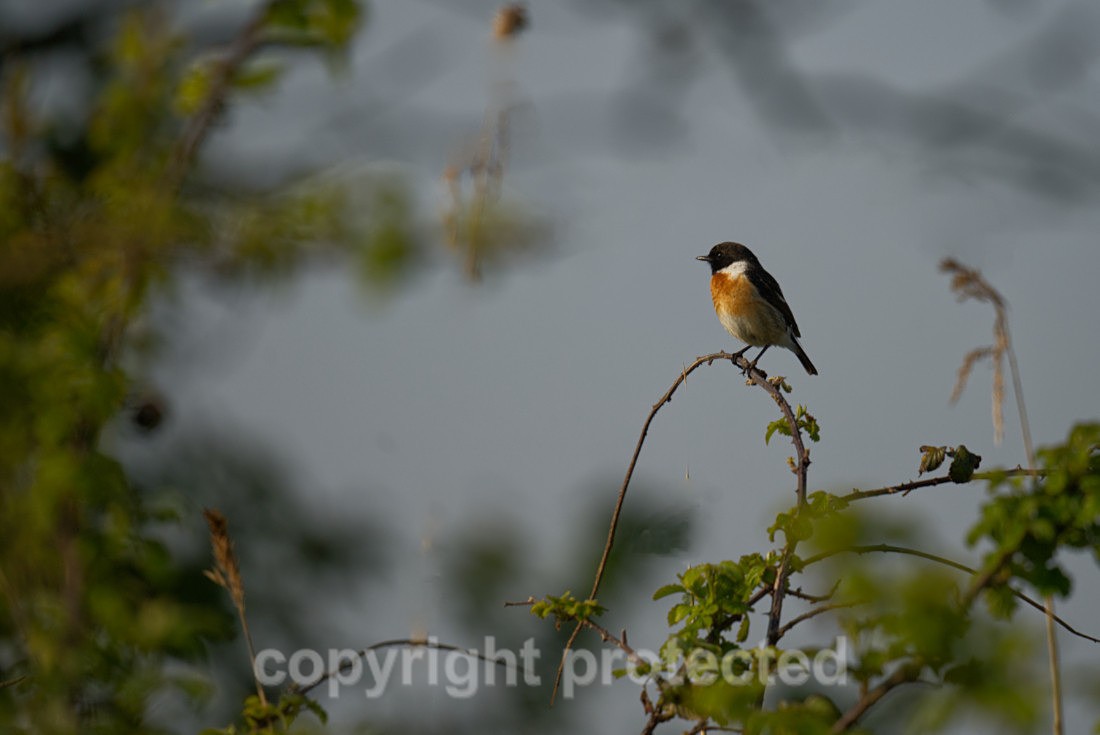 Stonechat - Hollesley Marshes - Suffolk - Birds