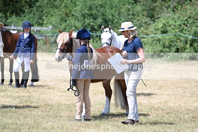 WJ7_2180 - Class 5 Most Handsome Gelding (up to 14.2hh) in hand