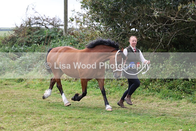 3E7A5678 - In Hand Championship