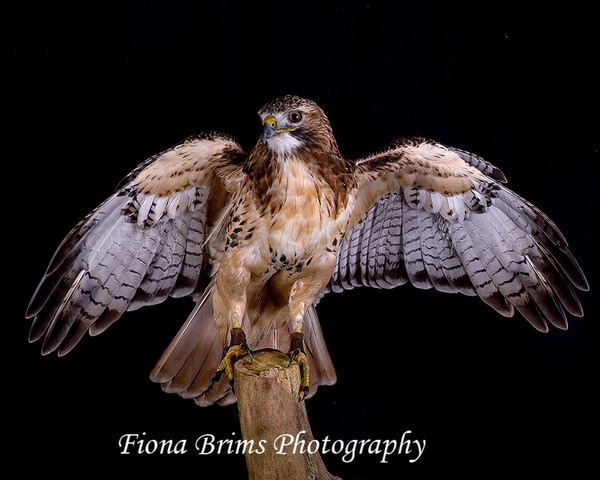 birds studio-15 - Birds of Prey