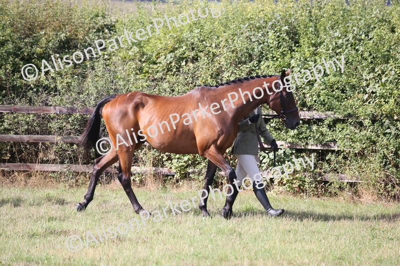 20260906-0662 - Class 22 - Ex Racehorse