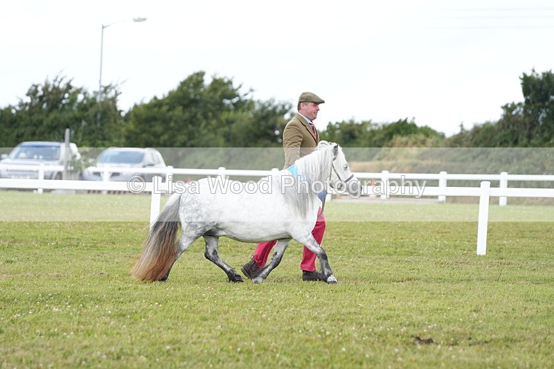 DSC06007 - NPS M&M In Hand Championship