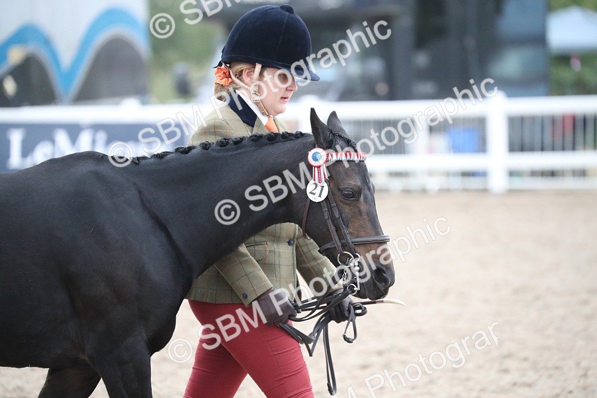 SBM_18281 - Class 318 IH Part bred Horse/Pony