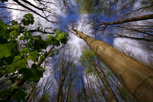 Three Canopy _S101 - Somerset landscape Photography