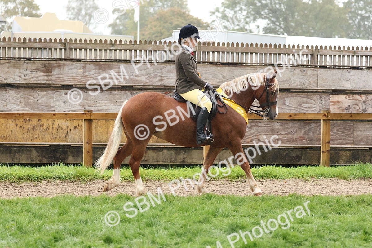 SBM_73092 - Ridden Pony Supreme Championship