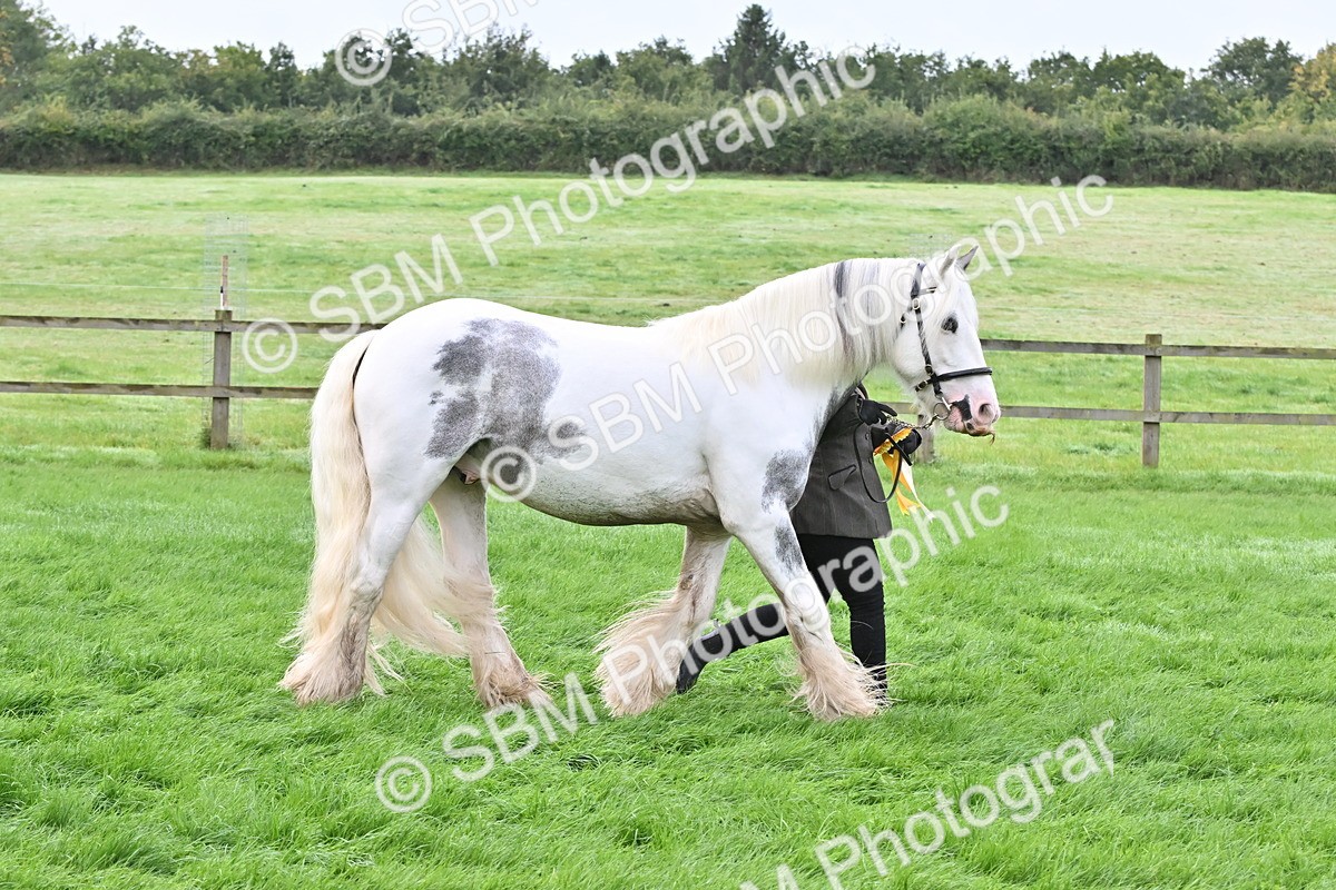 SBM_57021 - S45 - Coloured Pony In Hand