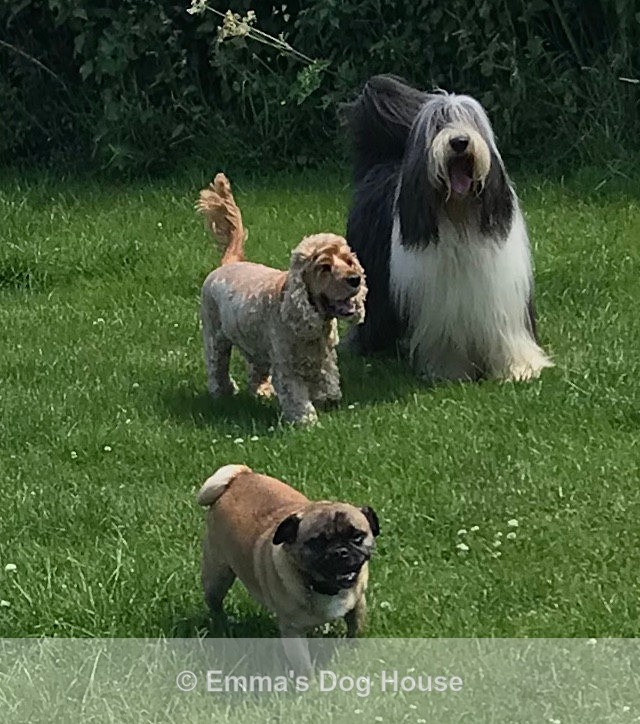 - Dogs