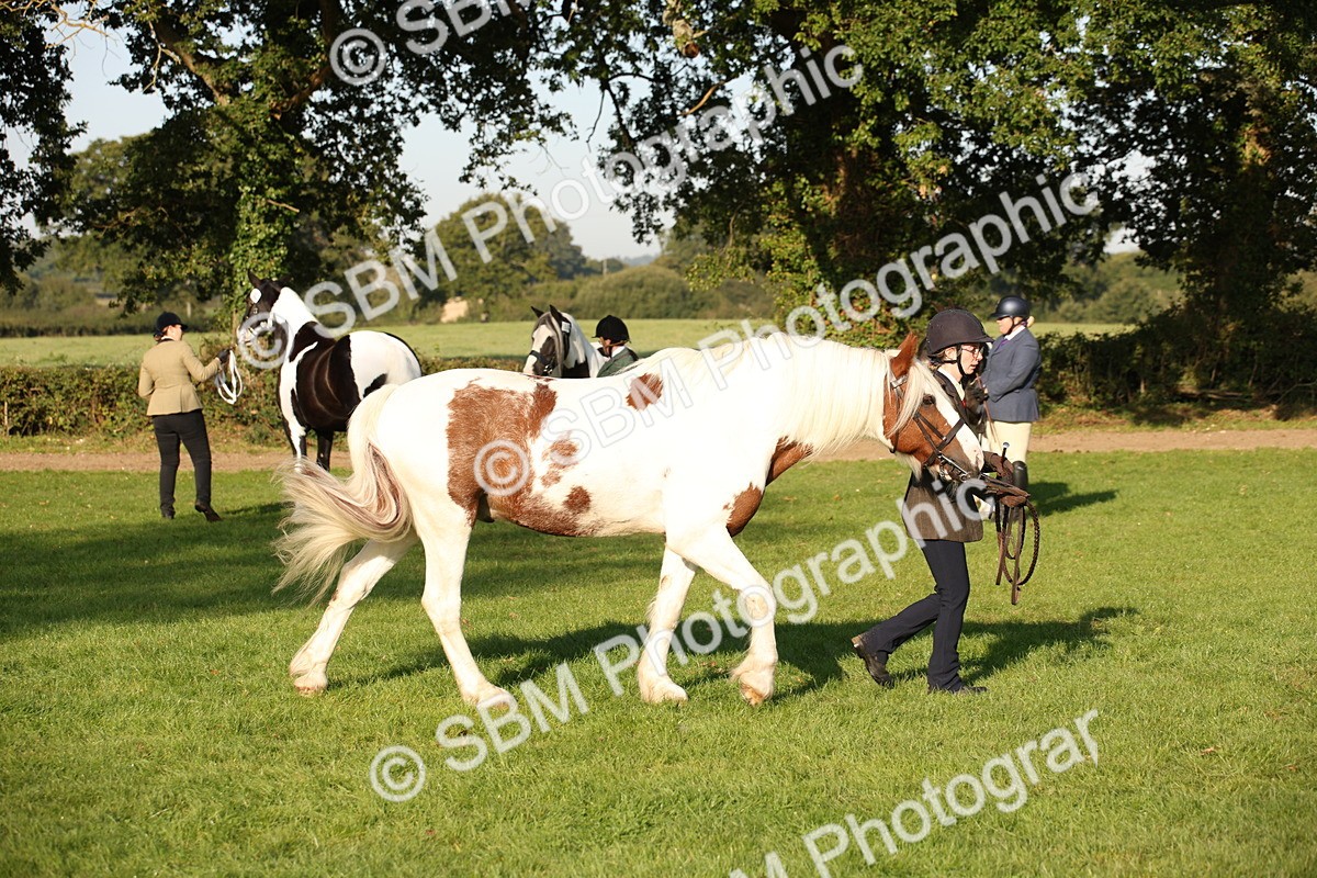 SBM_58736 - S51 - Piebald & Skewbald Horse In Hand