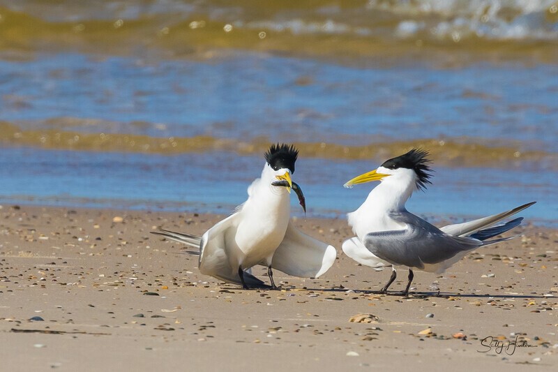 Fish for Mate 6 - Crested Terns