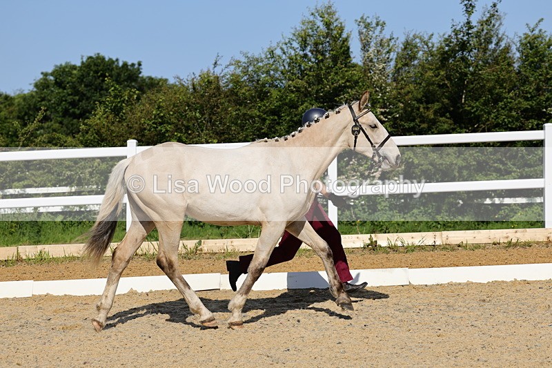 1X9A0747 - Class 4: Youngstock 1, 2, 3 year old to exceed 153cm