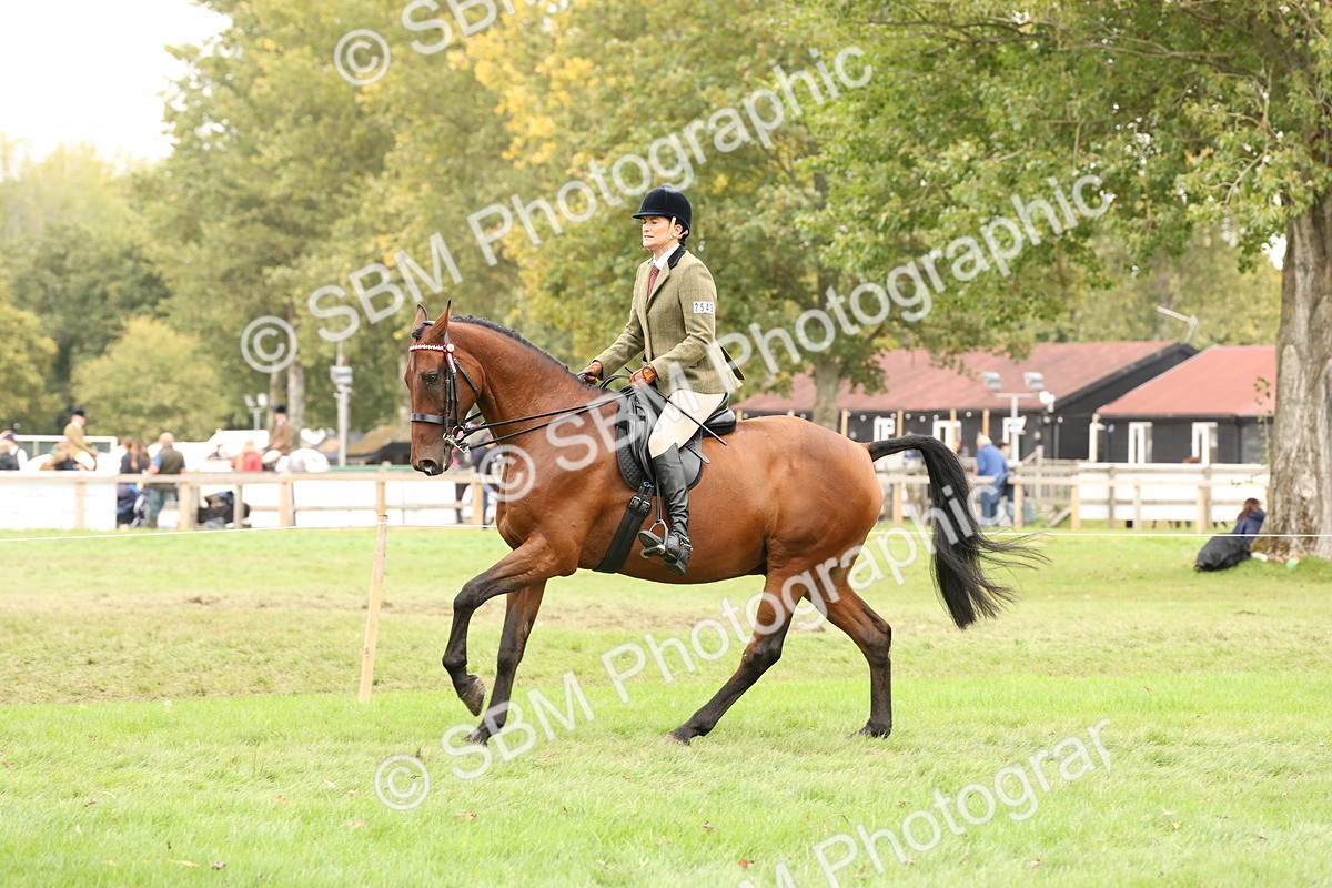 SBM_64231 - S65 - Riding Horse & Hack & Thoroughbred Ridden