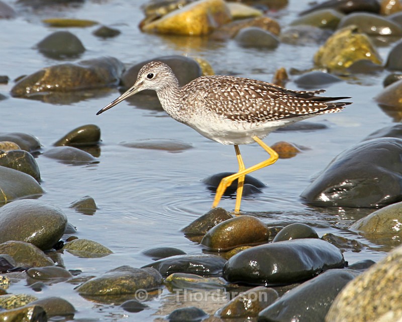  - Shorebirds