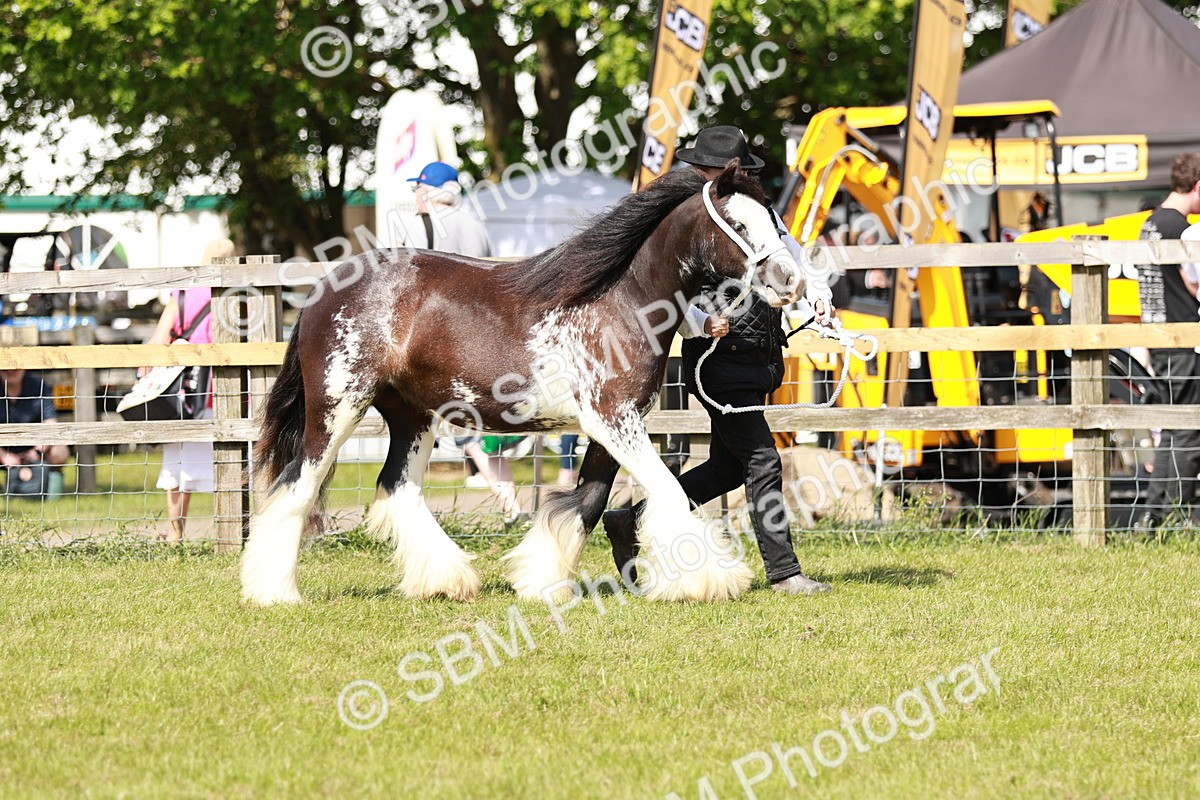 SBM_08546 - Class 63-65 - Traditional Gypsy Cobs In Hand & Ridden
