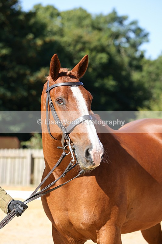 1X9A7818 - Class 9: Open Ridden Hunter