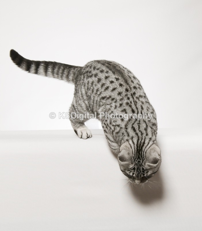Tufton Miami Inkspot (30s) - Tufton British Shorthairs