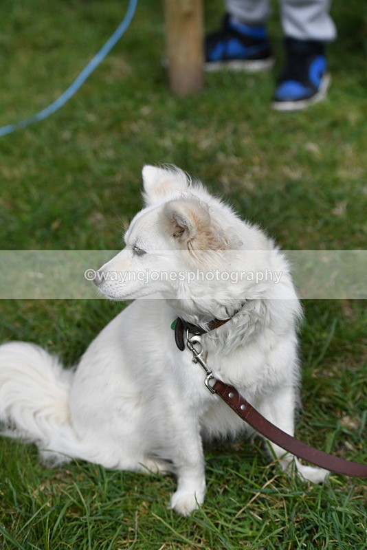 WJ5_9281 - Class 1 Best Cross Breed / Heniz 57