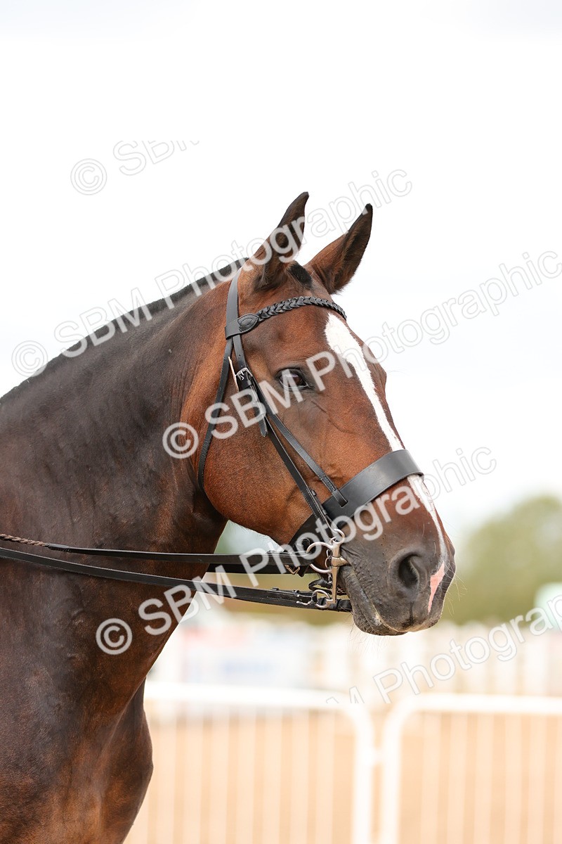 SBM_15539 - Class 214 - Ridden Show Cob