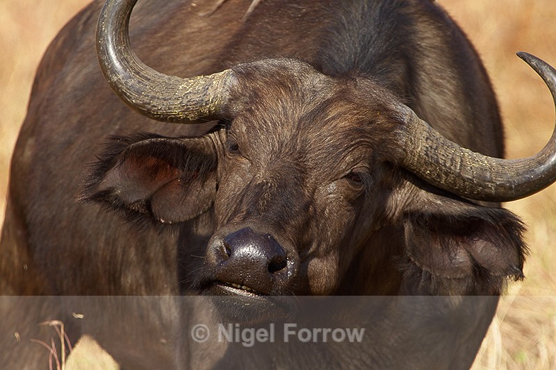 Buffalo close-up - Buffalo