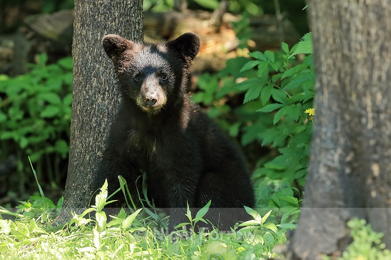 Black Bear cub frontal view, Minnesota, USA - American Black Bear