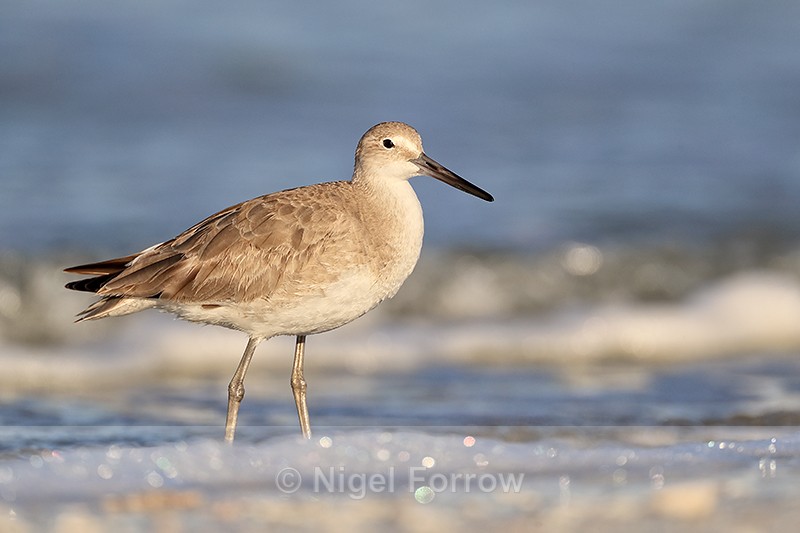 Willet wading in surf, Fort De Soto Park, Florida - Willet