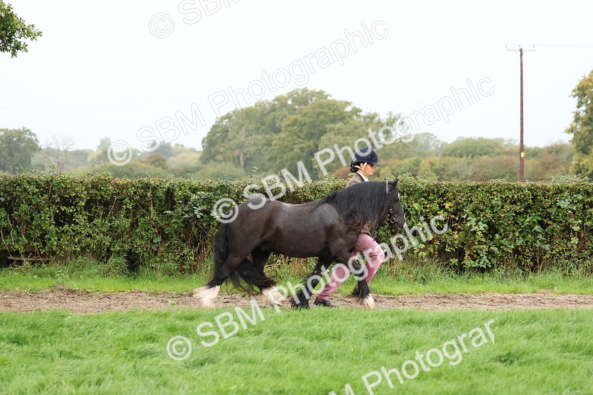 SBM_35277 - S10 - Best In Hand Horse & Pony