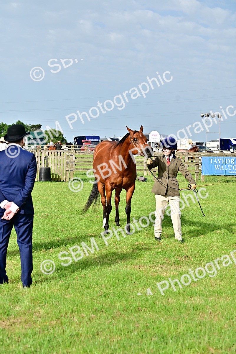 SBM_00006 - Class 46-49 - Arab and Part Bed-Anglo Arab In Hand