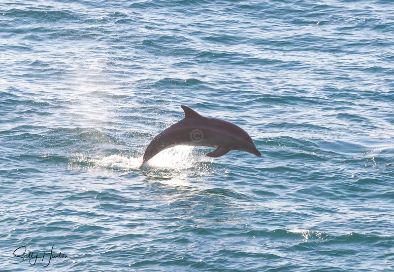 Dolphin Jump 2