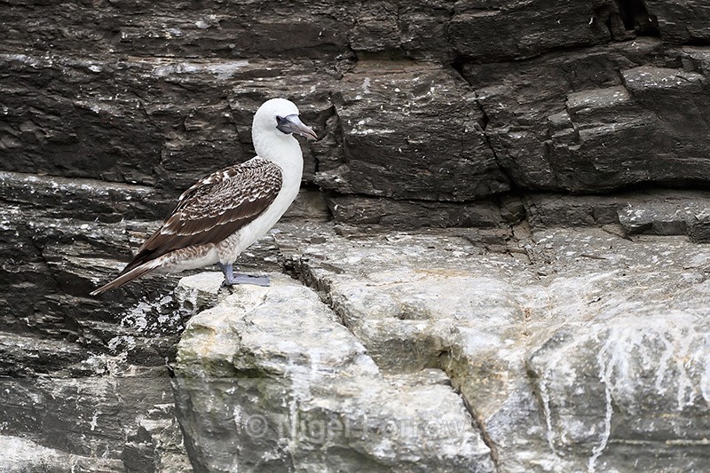 Peruvian Booby, Chanaral Island, Chile - Peruvian Booby