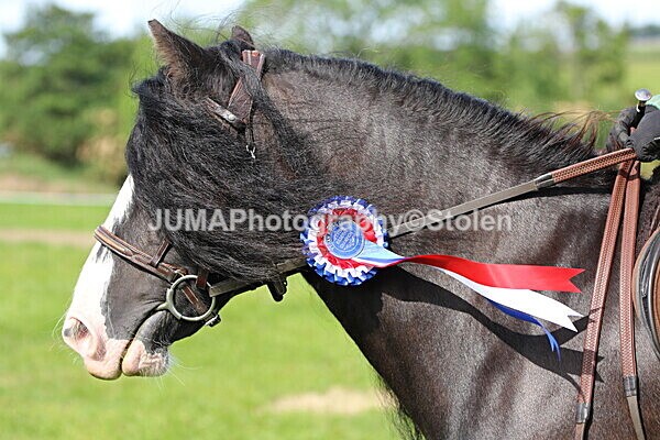 SIAL6917 - championships