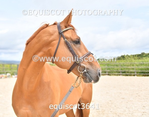 equiscot3641 - STALLION SELECTION