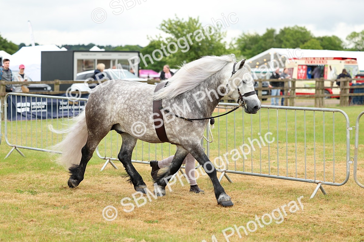 SBM_00588 - Class 58-67 - M&M Non Welsh Pony In hand