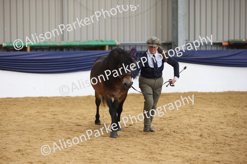 20260913-1756 - Class 117 - Stallion 4years and over