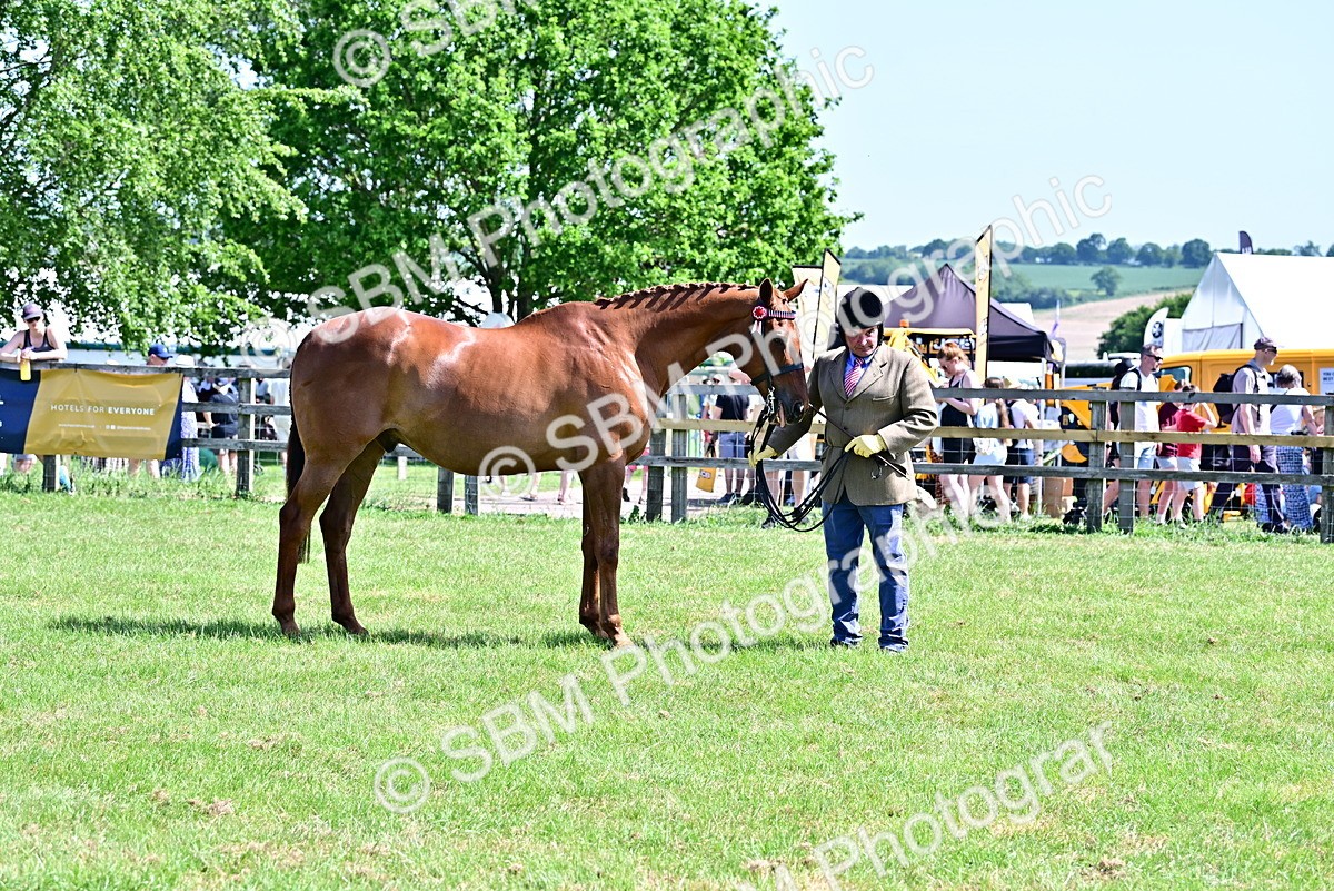 SBM_12865 - Class 98 - Retraining of Racehorse In Hand