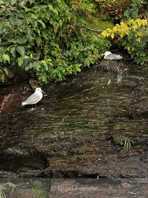 Kittiwake nest on wet cliff face near waterfall, Whittier, Alaska - Black-legged Kittiwake