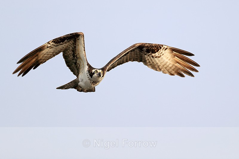 Osprey flying, Blue Cypress Lake, Florida - Osprey