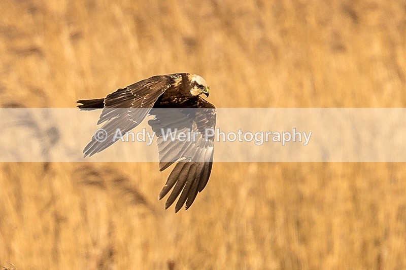 180223-Woolston Eyes0097 - Raptors