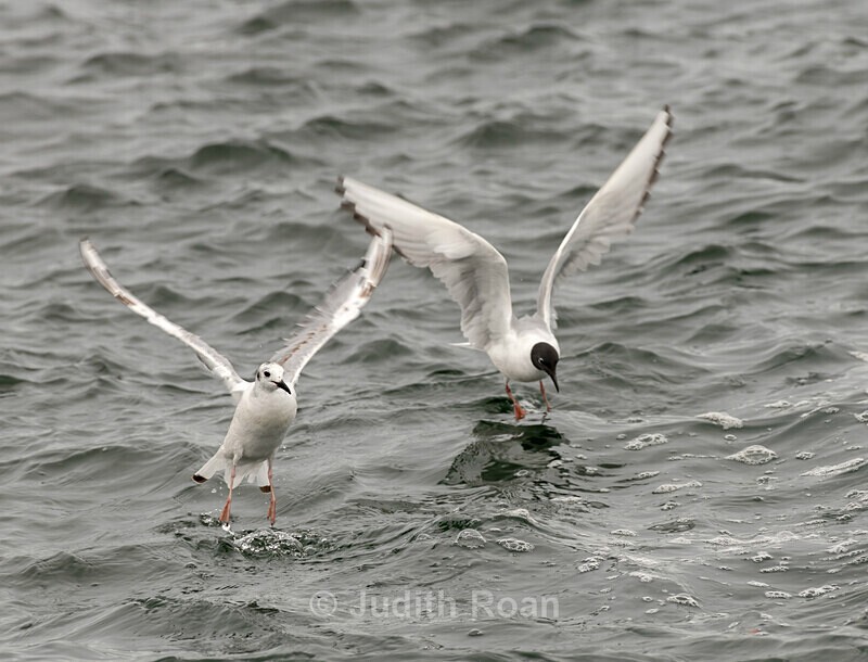 Bonaparte's Gull - Southeast Alaska