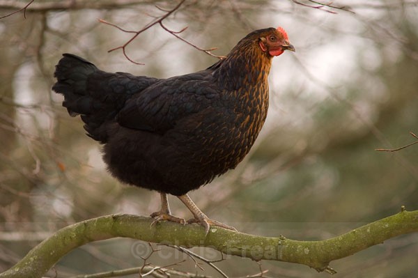 Tree Climbing Chicken - Animals/ Wildlife