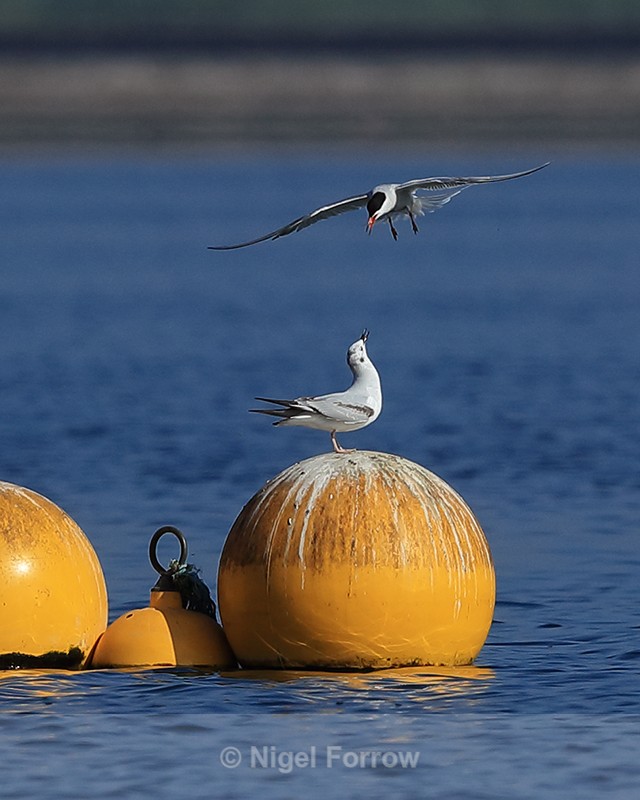 Bonaparte's Gull buzzed by Common Tern, Farmoor - Bonaparte's Gull